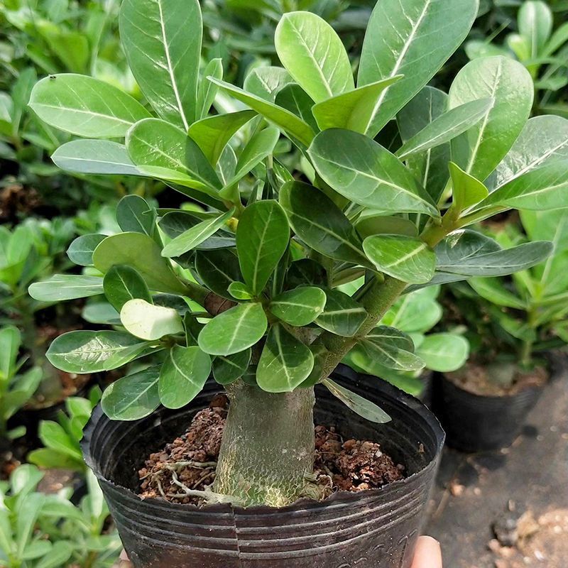 重瓣沙漠玫瑰盆栽四季开花好养老桩室内多色阳台花卉绿植盆景
