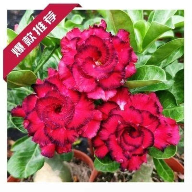 重瓣沙漠玫瑰盆栽四季开花好养老桩室内多色阳台花卉绿植盆景