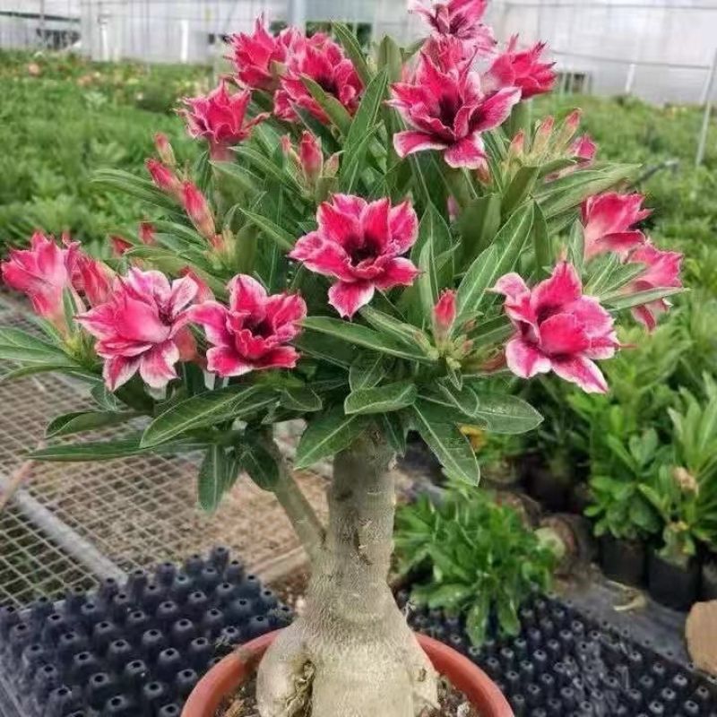 重瓣沙漠玫瑰盆栽四季开花好养老桩室内多色阳台花卉绿植盆景