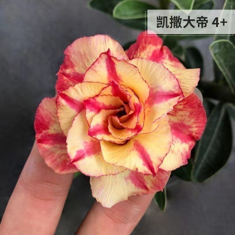 重瓣沙漠玫瑰盆栽四季开花好养老桩室内多色阳台花卉绿植盆景