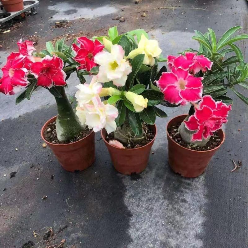 重瓣沙漠玫瑰盆栽四季开花好养老桩室内多色阳台花卉绿植盆景
