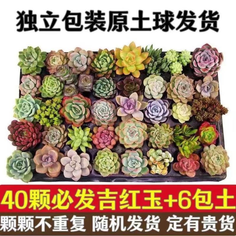 多肉植物品种大全组合盆栽小绿植花卉室内新手红宝石超萌植物