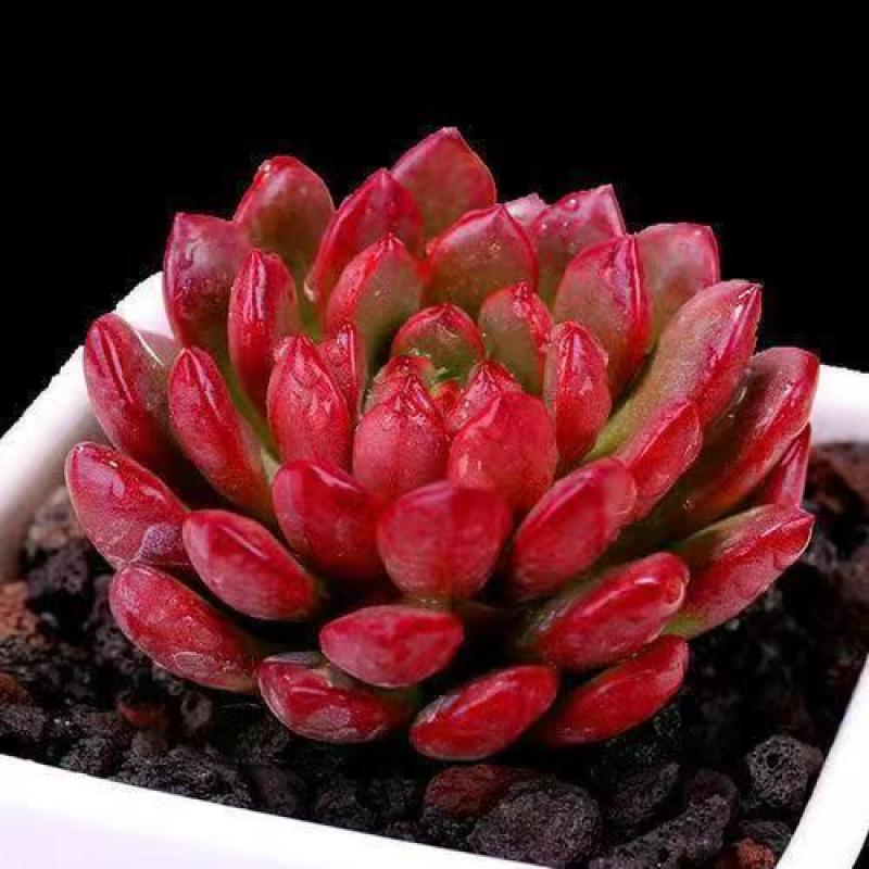 多肉植物品种大全组合盆栽小绿植花卉室内新手红宝石超萌植物
