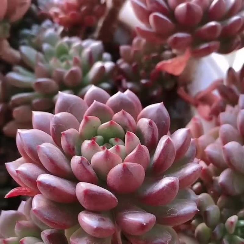 多肉植物品种大全组合盆栽小绿植花卉室内新手红宝石超萌植物