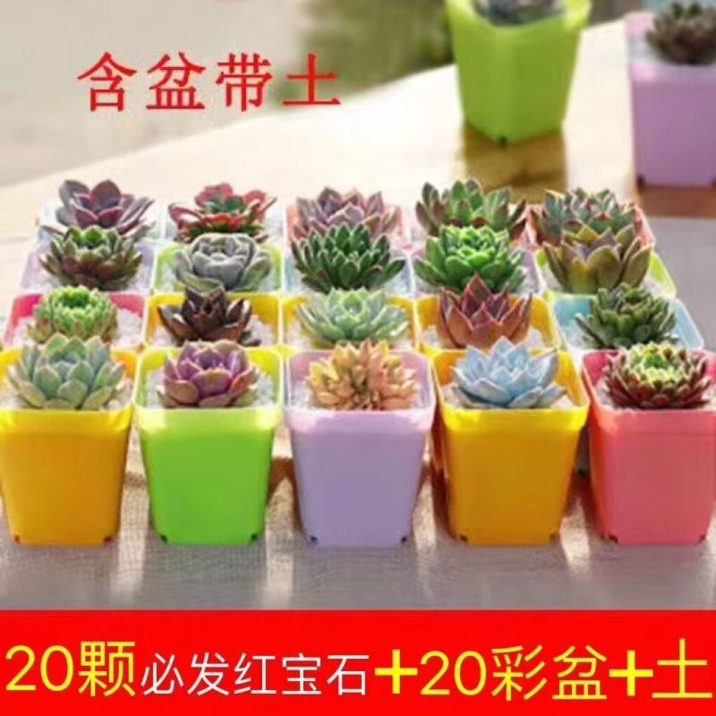 多肉植物品种大全组合盆栽小绿植花卉室内新手红宝石超萌植物