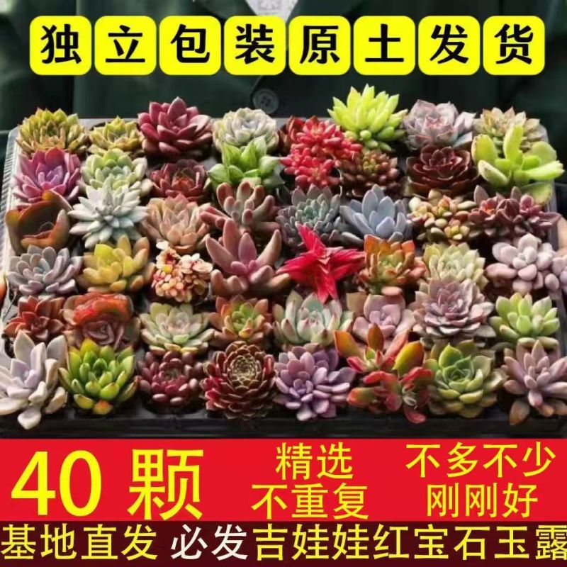 多肉植物品种大全组合盆栽小绿植花卉室内新手红宝石超萌植物
