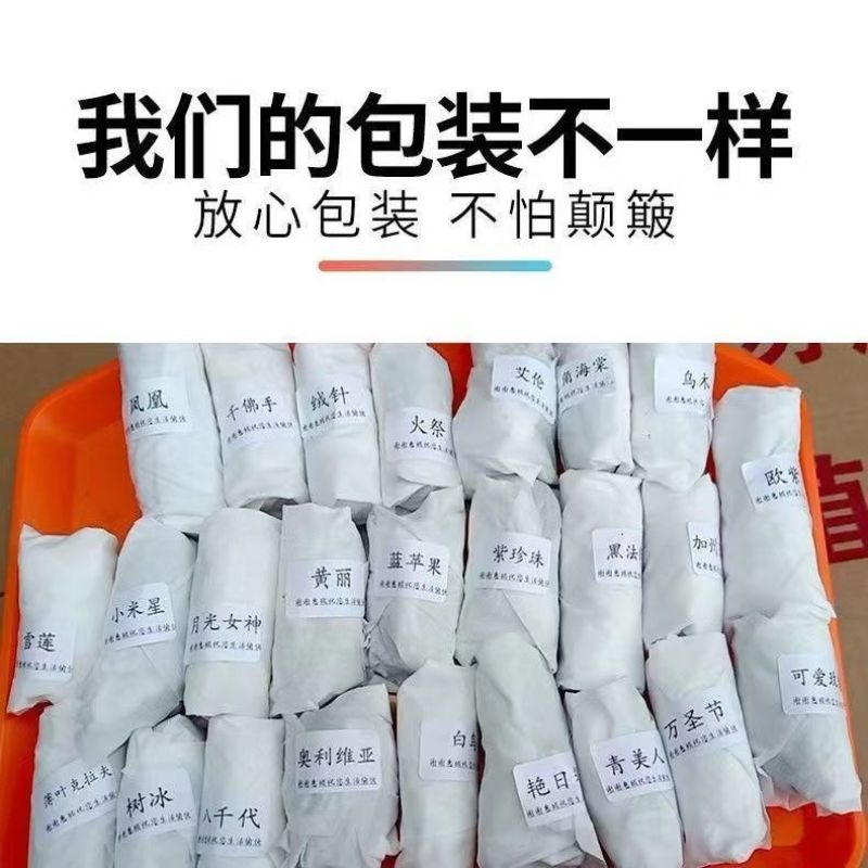 多肉植物品种大全组合盆栽小绿植花卉室内新手红宝石超萌植物