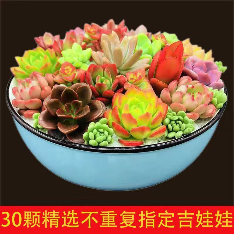 多肉植物品种大全组合盆栽小绿植花卉室内新手红宝石超萌植物