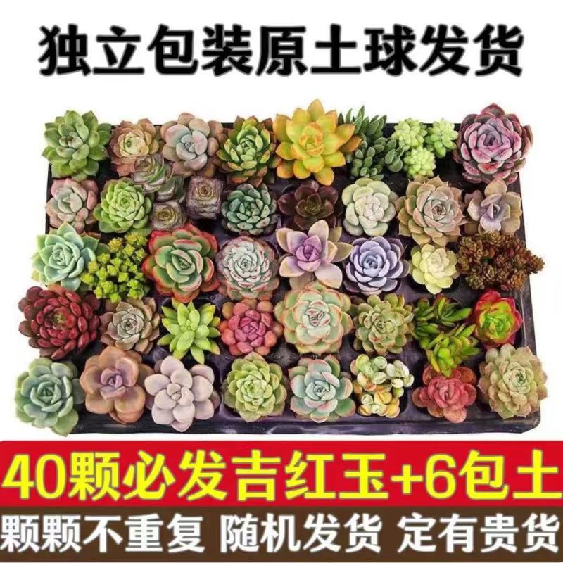 多肉植物品种大全组合盆栽小绿植花卉室内新手红宝石超萌植物
