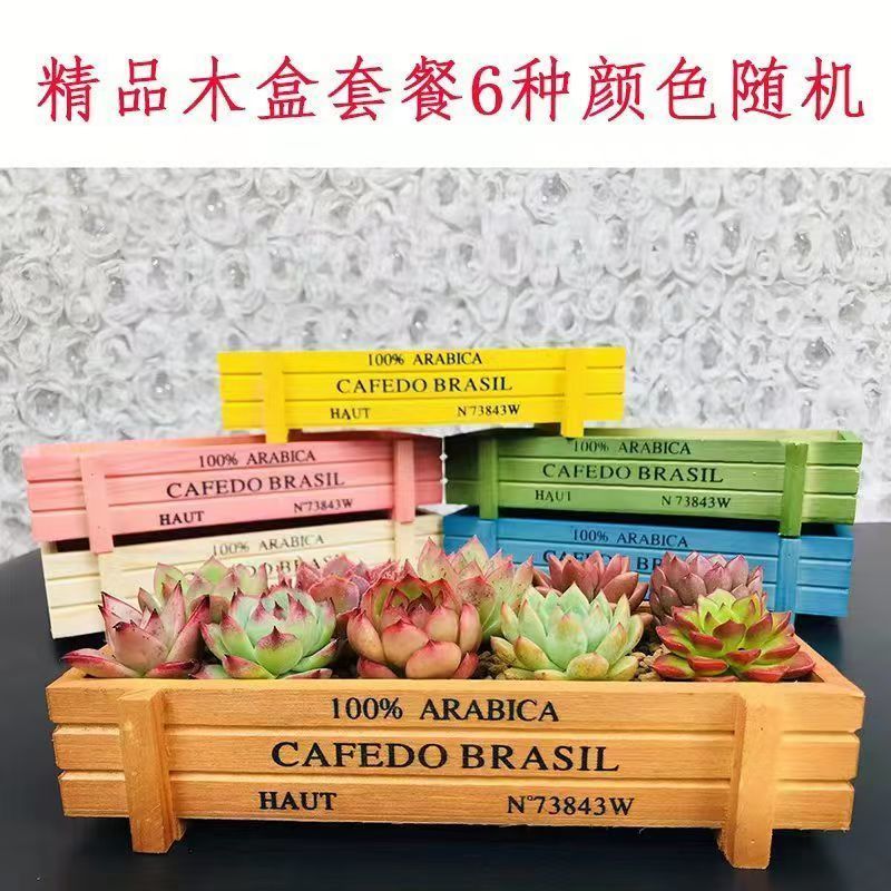多肉植物品种大全组合盆栽小绿植花卉室内新手红宝石超萌植物