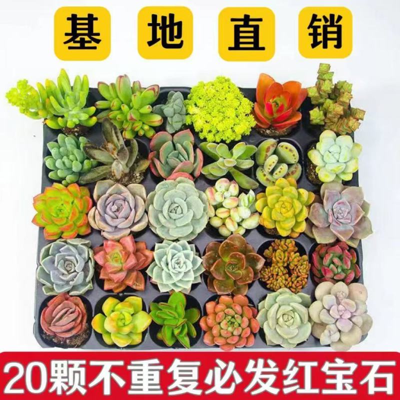 多肉植物品种大全组合盆栽小绿植花卉室内新手红宝石超萌植物
