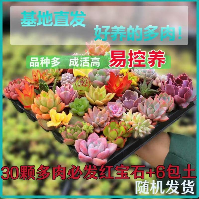 多肉植物品种大全组合盆栽小绿植花卉室内新手红宝石超萌植物