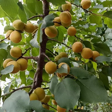 鲁丽苹果