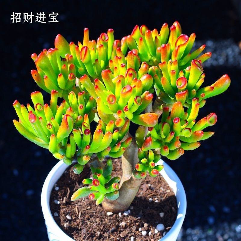 (招财)吸财树老桩带盆发货招财猫多肉植物品种七彩懒人好养