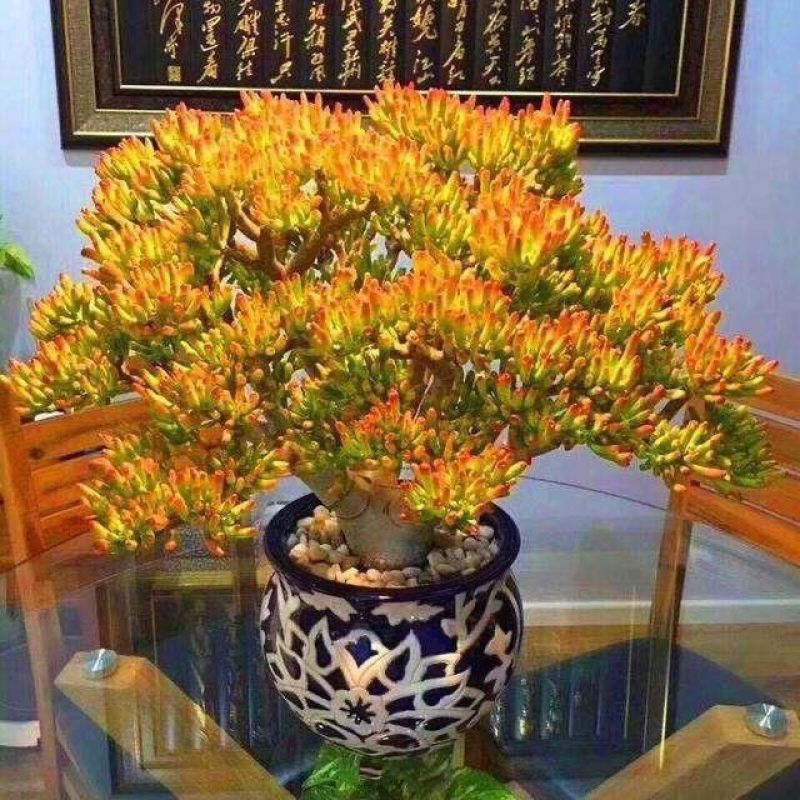(招财)吸财树老桩带盆发货招财猫多肉植物品种七彩懒人好养