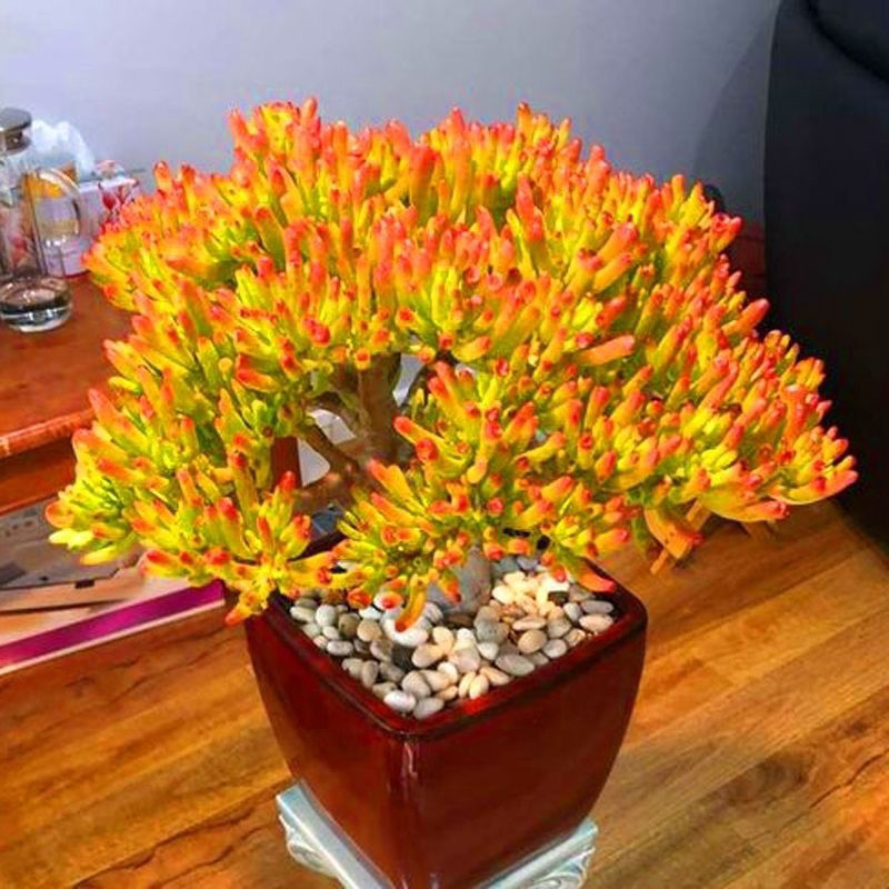 (招财)吸财树老桩带盆发货招财猫多肉植物品种七彩懒人好养