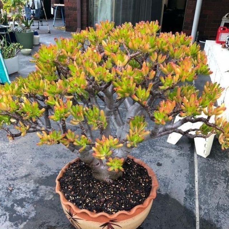 (招财)吸财树老桩带盆发货招财猫多肉植物品种七彩懒人好养