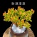 (招财)吸财树老桩带盆发货招财猫多肉植物品种七彩懒人好养
