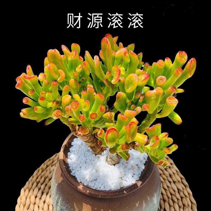 (招财)吸财树老桩带盆发货招财猫多肉植物品种七彩懒人好养