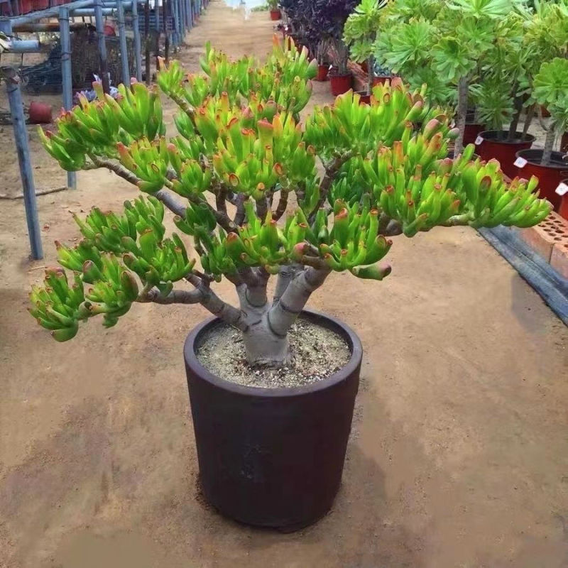 (招财)吸财树老桩带盆发货招财猫多肉植物品种七彩懒人好养