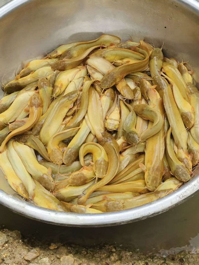 塘角鱼
