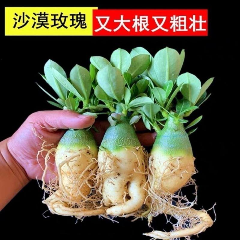 沙漠玫瑰特价清仓单瓣大肚老桩四季开花家庭花卉大全多肉植物