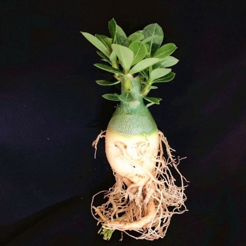 沙漠玫瑰特价清仓单瓣大肚老桩四季开花家庭花卉大全多肉植物