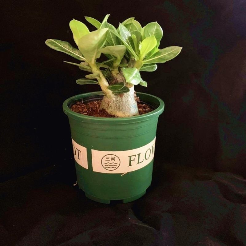 沙漠玫瑰特价清仓单瓣大肚老桩四季开花家庭花卉大全多肉植物