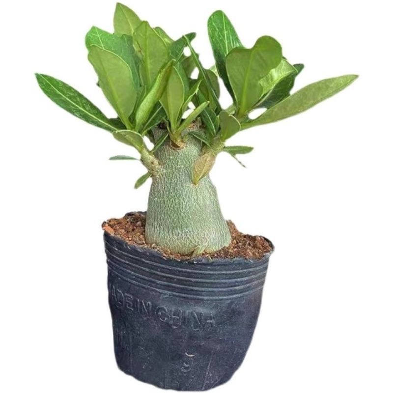 沙漠玫瑰特价清仓单瓣大肚老桩四季开花家庭花卉大全多肉植物