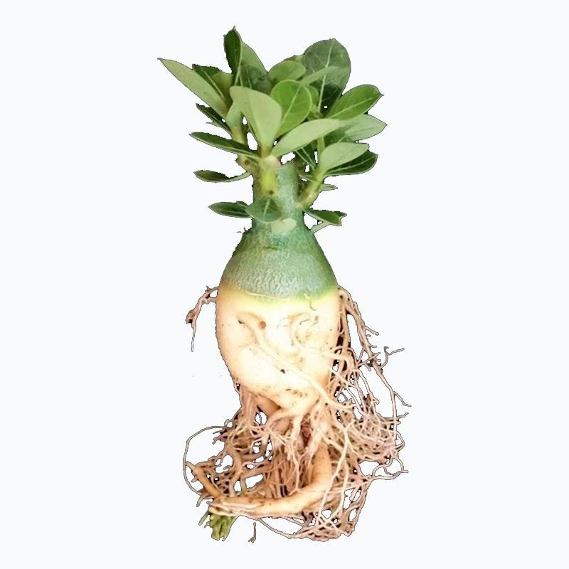 沙漠玫瑰特价清仓单瓣大肚老桩四季开花家庭花卉大全多肉植物