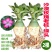 沙漠玫瑰特价清仓单瓣大肚老桩四季开花家庭花卉大全多肉植物