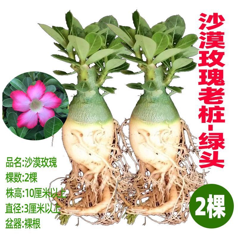 沙漠玫瑰特价清仓单瓣大肚老桩四季开花家庭花卉大全多肉植物