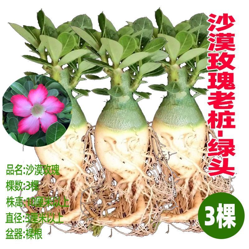沙漠玫瑰特价清仓单瓣大肚老桩四季开花家庭花卉大全多肉植物