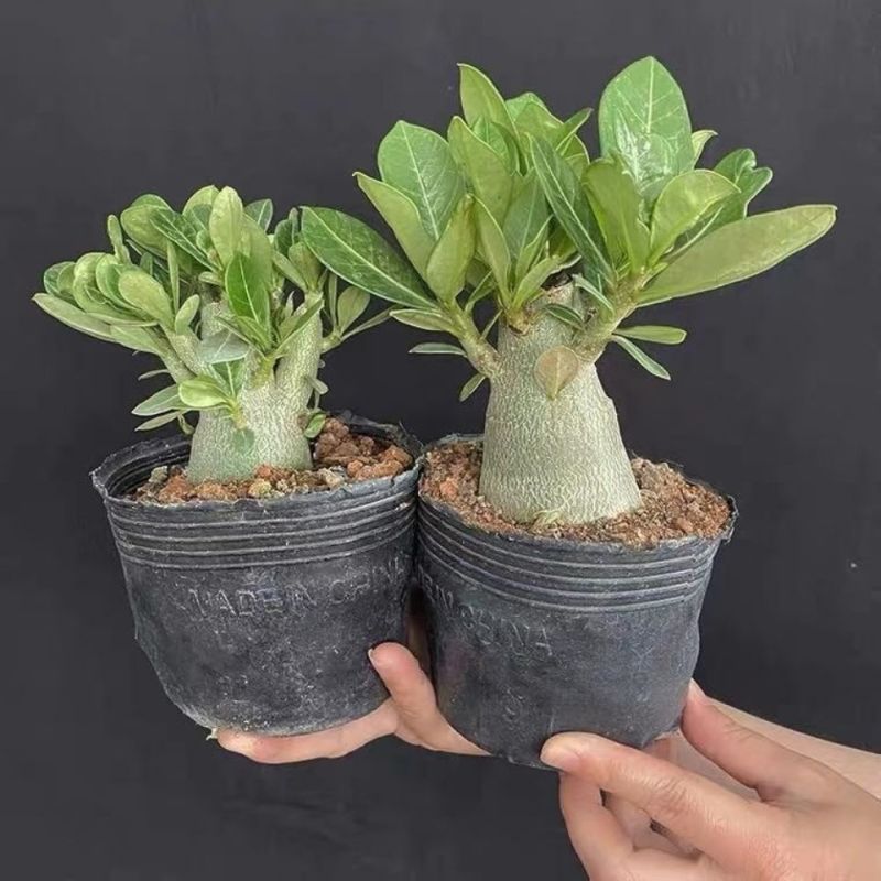 沙漠玫瑰特价清仓单瓣大肚老桩四季开花家庭花卉大全多肉植物