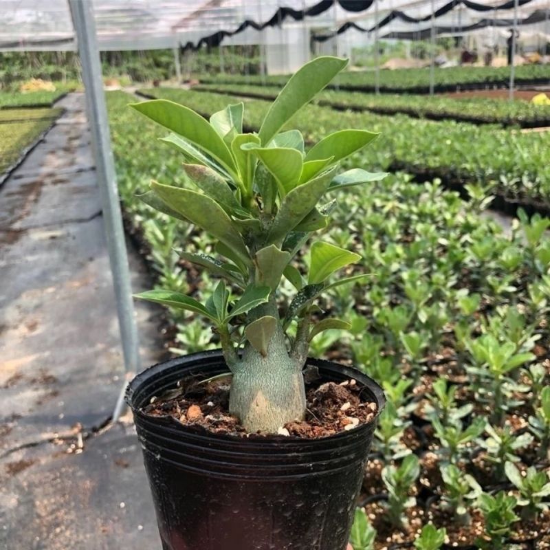 沙漠玫瑰特价清仓单瓣大肚老桩四季开花家庭花卉大全多肉植物