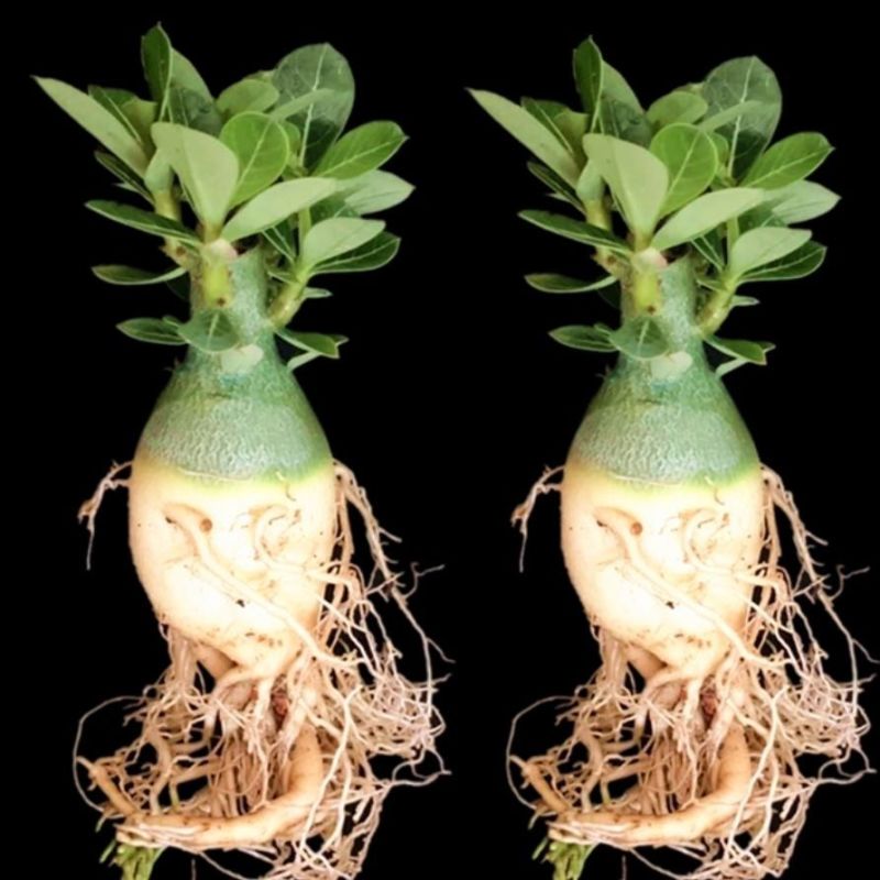 沙漠玫瑰特价清仓单瓣大肚老桩四季开花家庭花卉大全多肉植物