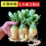 沙漠玫瑰特价清仓单瓣大肚老桩四季开花家庭花卉大全多肉植物