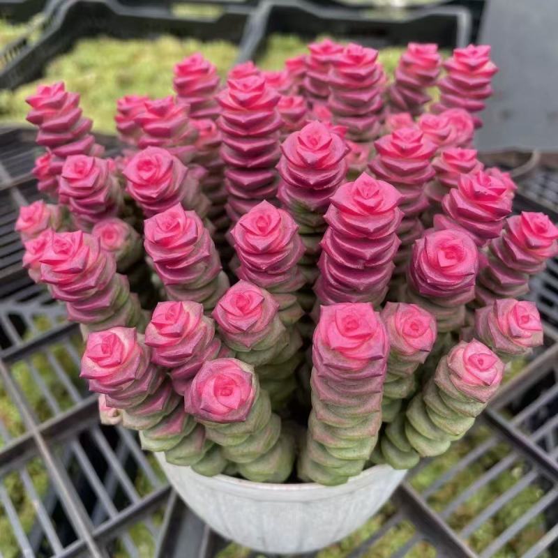 彩色钱串红心前程似锦群生多头多肉植物爆盆阳台绿植肉绿植盆