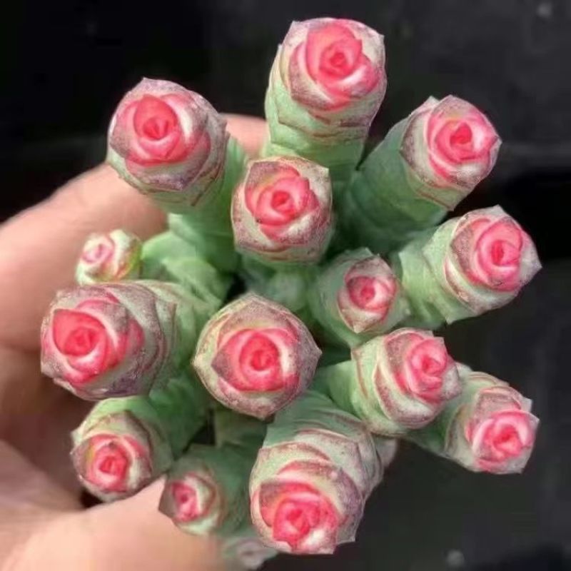 彩色钱串红心前程似锦群生多头多肉植物爆盆阳台绿植肉绿植盆