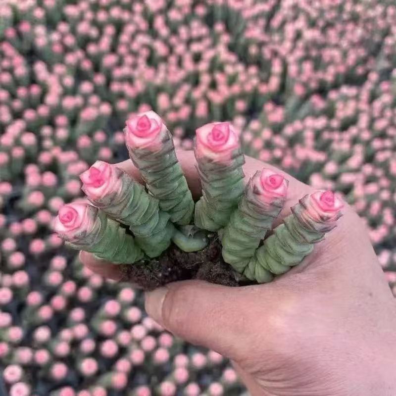 彩色钱串红心前程似锦群生多头多肉植物爆盆阳台绿植肉绿植盆