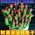 彩色钱串红心前程似锦群生多头多肉植物爆盆阳台绿植肉绿植盆