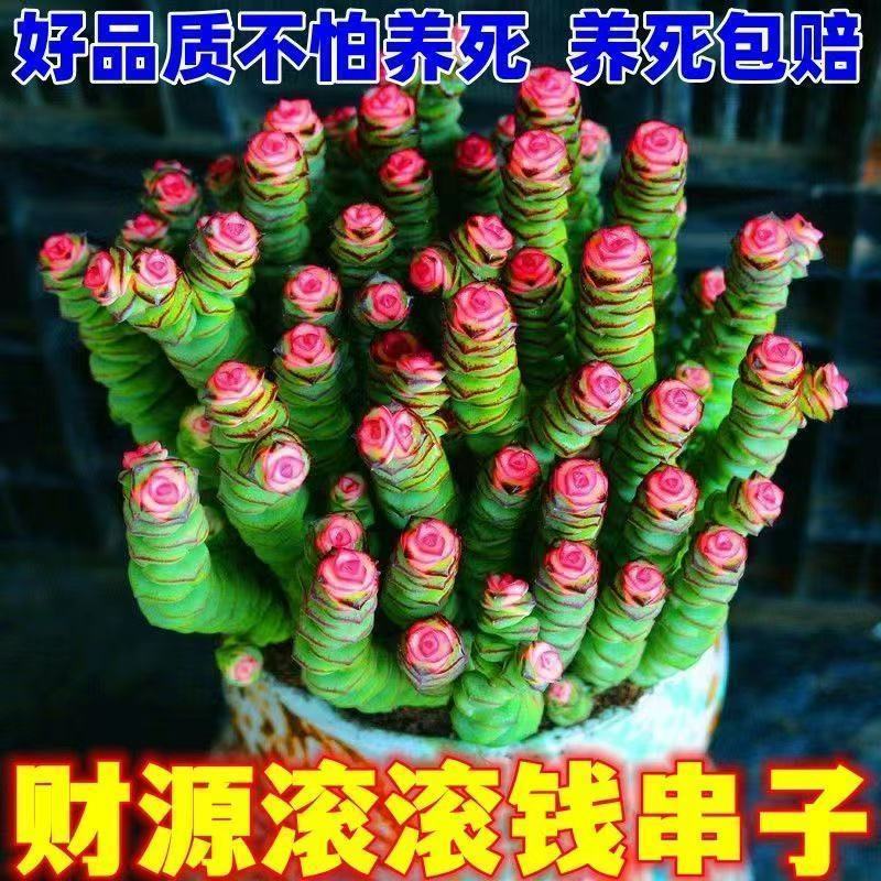 彩色钱串红心前程似锦群生多头多肉植物爆盆阳台绿植肉绿植盆