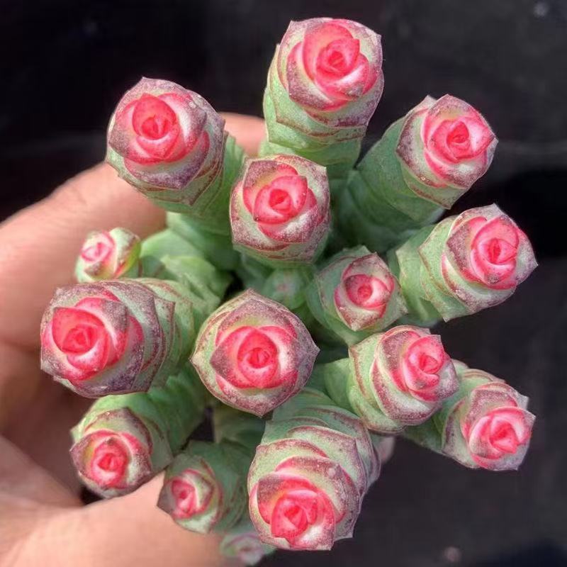 彩色钱串红心前程似锦群生多头多肉植物爆盆阳台绿植肉绿植盆
