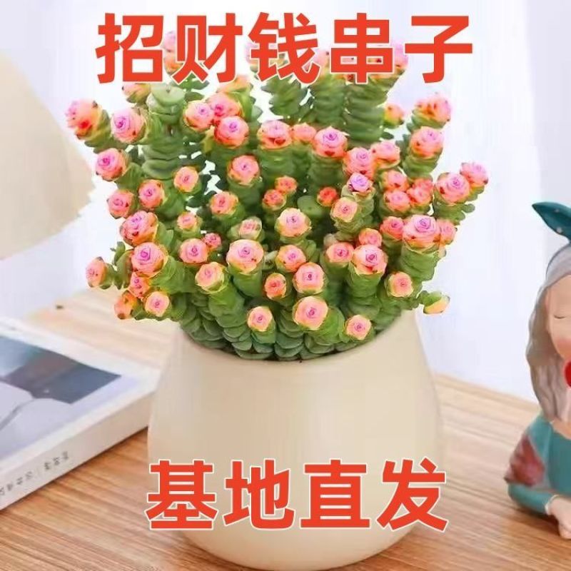 彩色钱串红心前程似锦群生多头多肉植物爆盆阳台绿植肉绿植盆