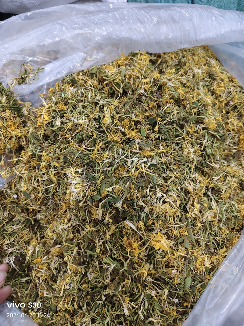 贵州安龙，金银花无硫无霉，质量保证产地直销大量供应