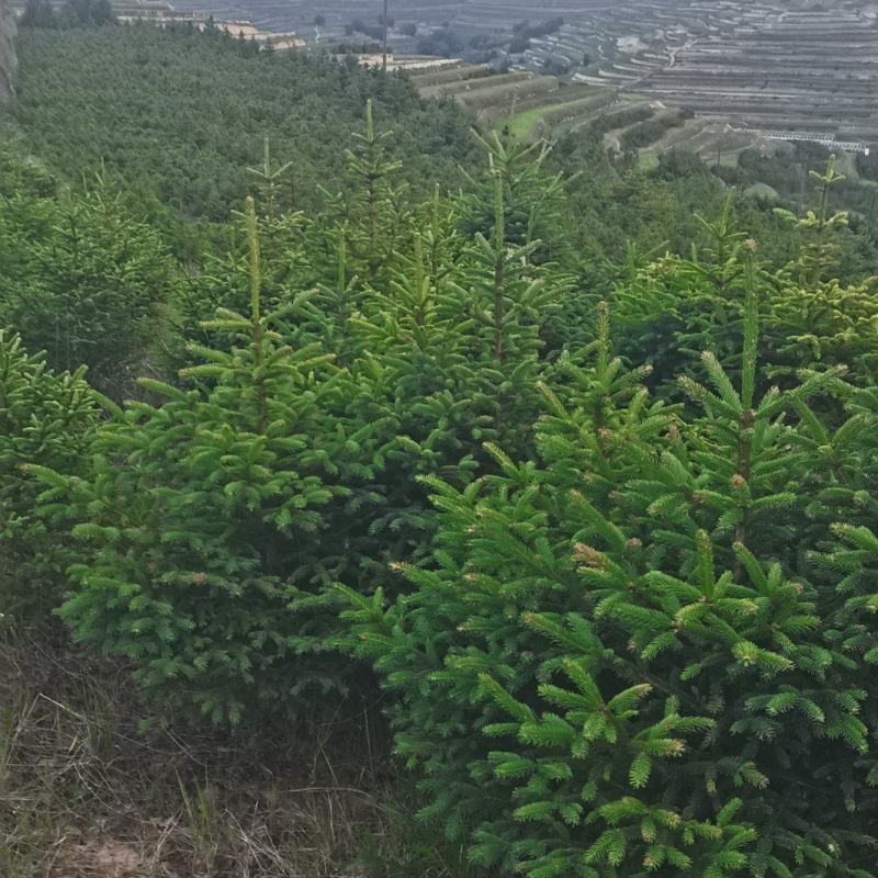 一米云杉甘肃云杉