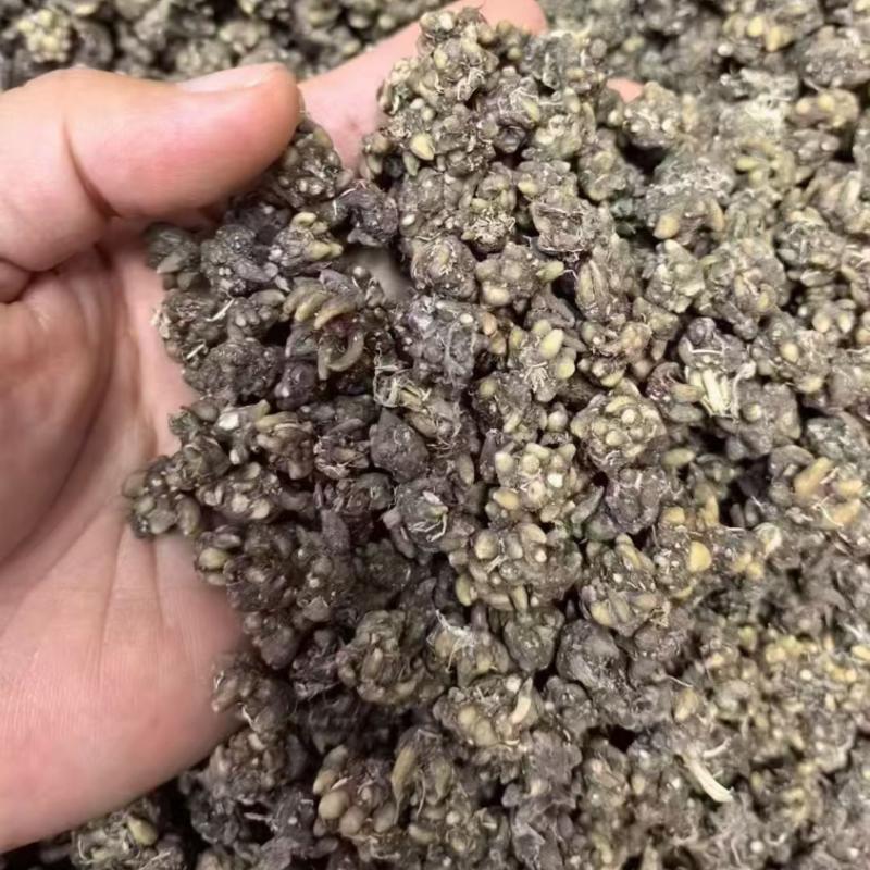 野生猫爪草产地直销量大从优浓浓的香味