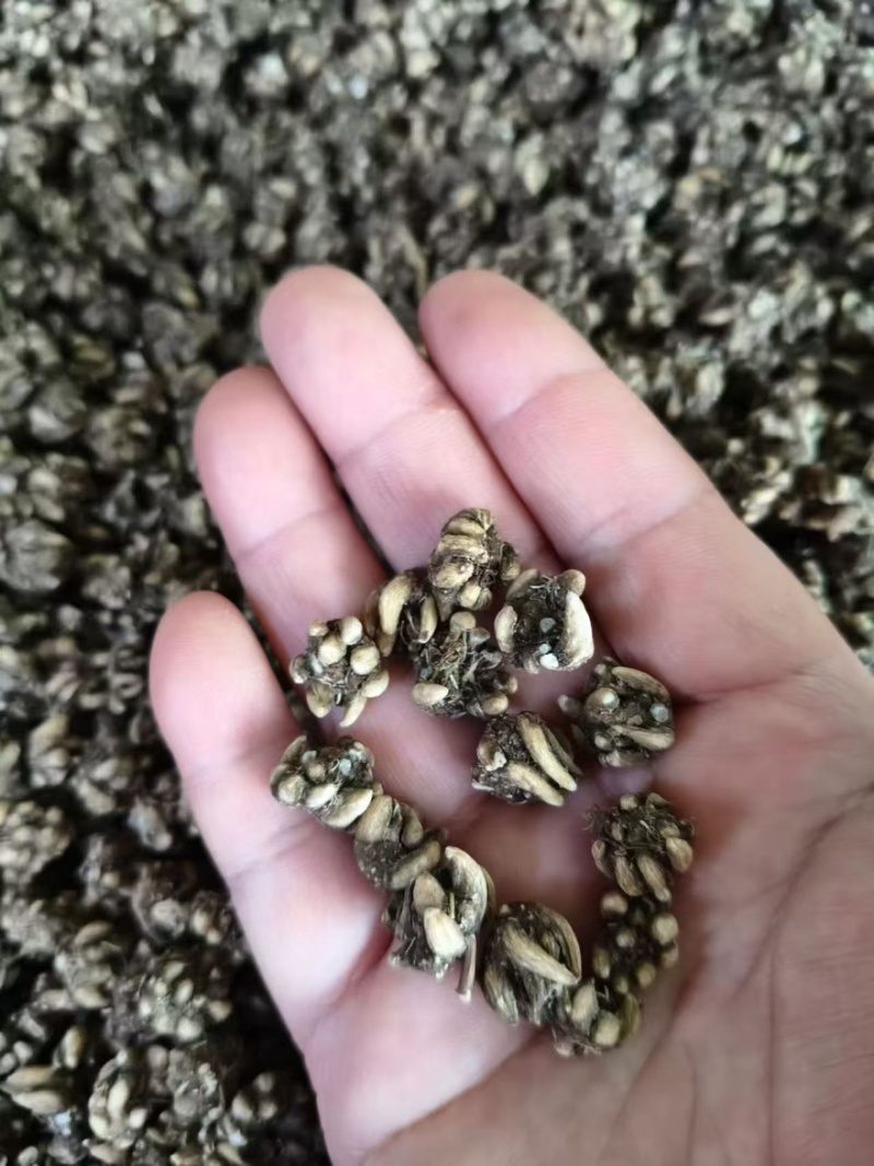 野生猫爪草产地直销量大从优浓浓的香味