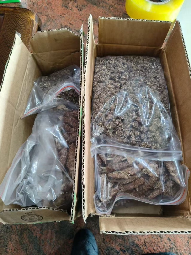 野生猫爪草产地直销量大从优浓浓的香味