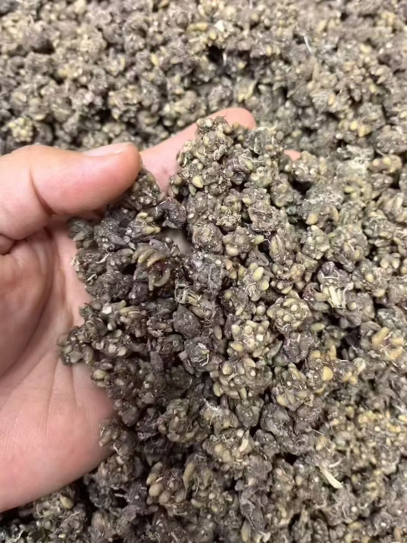野生猫爪草产地直销量大从优浓浓的香味